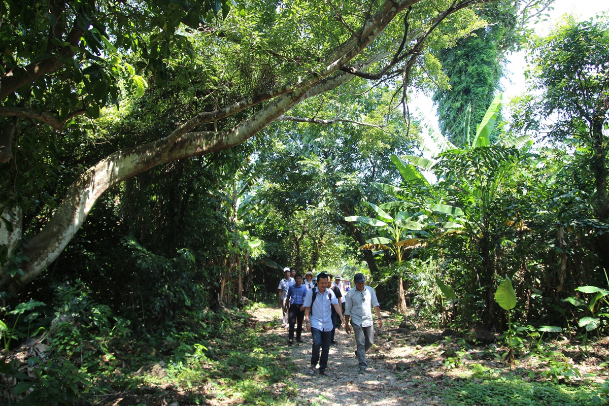 Rừng nguyên sinh đảo Cồn Cỏ